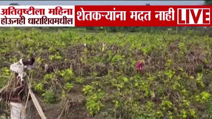 Dharashiv : बळीराजा हतबल...अतिवृष्टीला महिना उलटला तरी एक रूपयाही मदत नाही, शेतकरी अद्याप आशेवर अन् मदतीची प्रतीक्षा Dharashiv : बळीराजा हतबल...अतिवृष्टीला महिना उलटला तरी एक रूपयाही मदत नाही, शेतकरी अद्याप आशेवर अन् मदतीची प्रतीक्षा