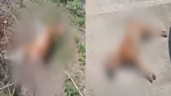 धुळे शहरात 12 श्वानांच्या मृत्यूने खळबळ, नागरिकांसह पालिकाही चिंतेत, नंदुरबारमध्येही श्वानांच्या संख्येत वाढ