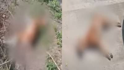 धुळे शहरात 12 श्वानांच्या मृत्यूने खळबळ, नागरिकांसह पालिकाही चिंतेत, नंदुरबारमध्येही श्वानांच्या संख्येत वाढ