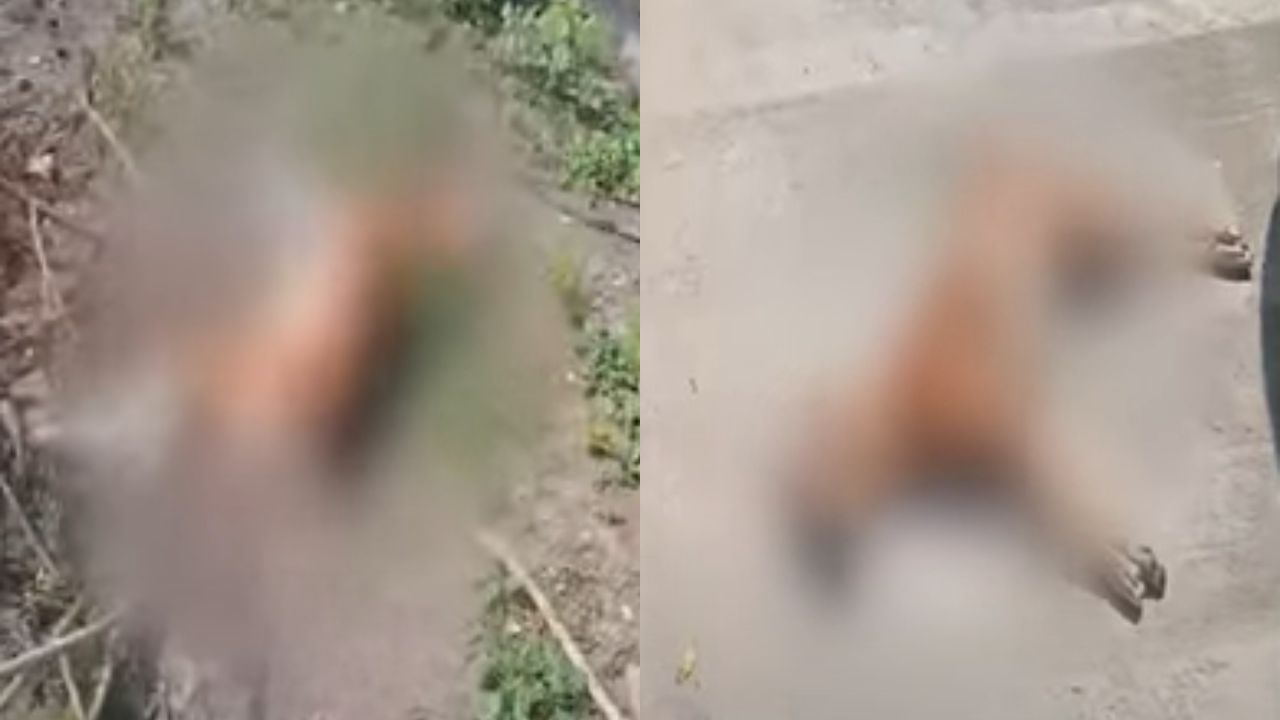 धुळे शहरात 12 श्वानांच्या मृत्यूने खळबळ, नागरिकांसह पालिकाही चिंतेत, नंदुरबारमध्येही श्वानांच्या संख्येत वाढ