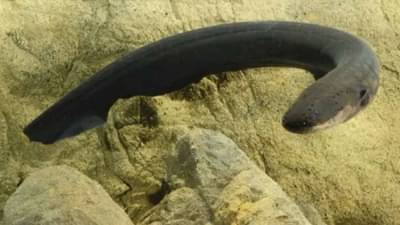 Mumbai: सर्वात भयंकर मासा, चावा घेताच मच्छिमारासोबत भयंकर घडलं... डॉक्टरही चकीत