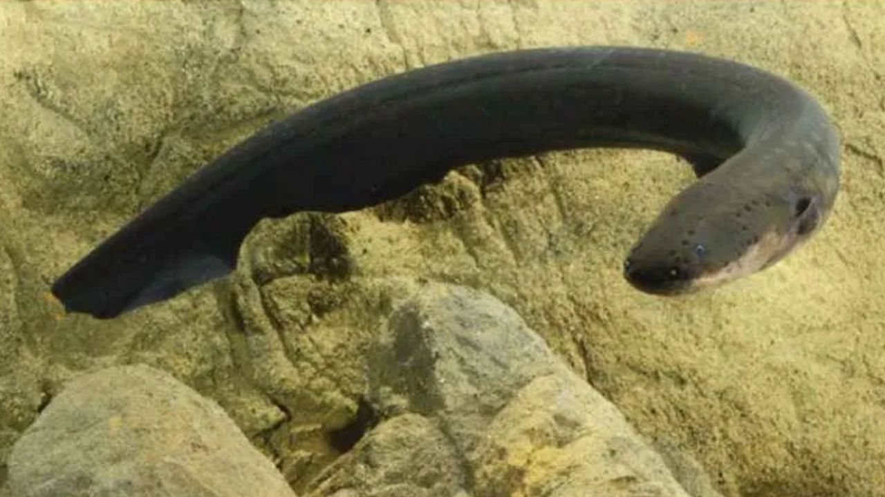 Mumbai: सर्वात भयंकर मासा, चावा घेताच मच्छिमारासोबत भयंकर घडलं... डॉक्टरही चकीत