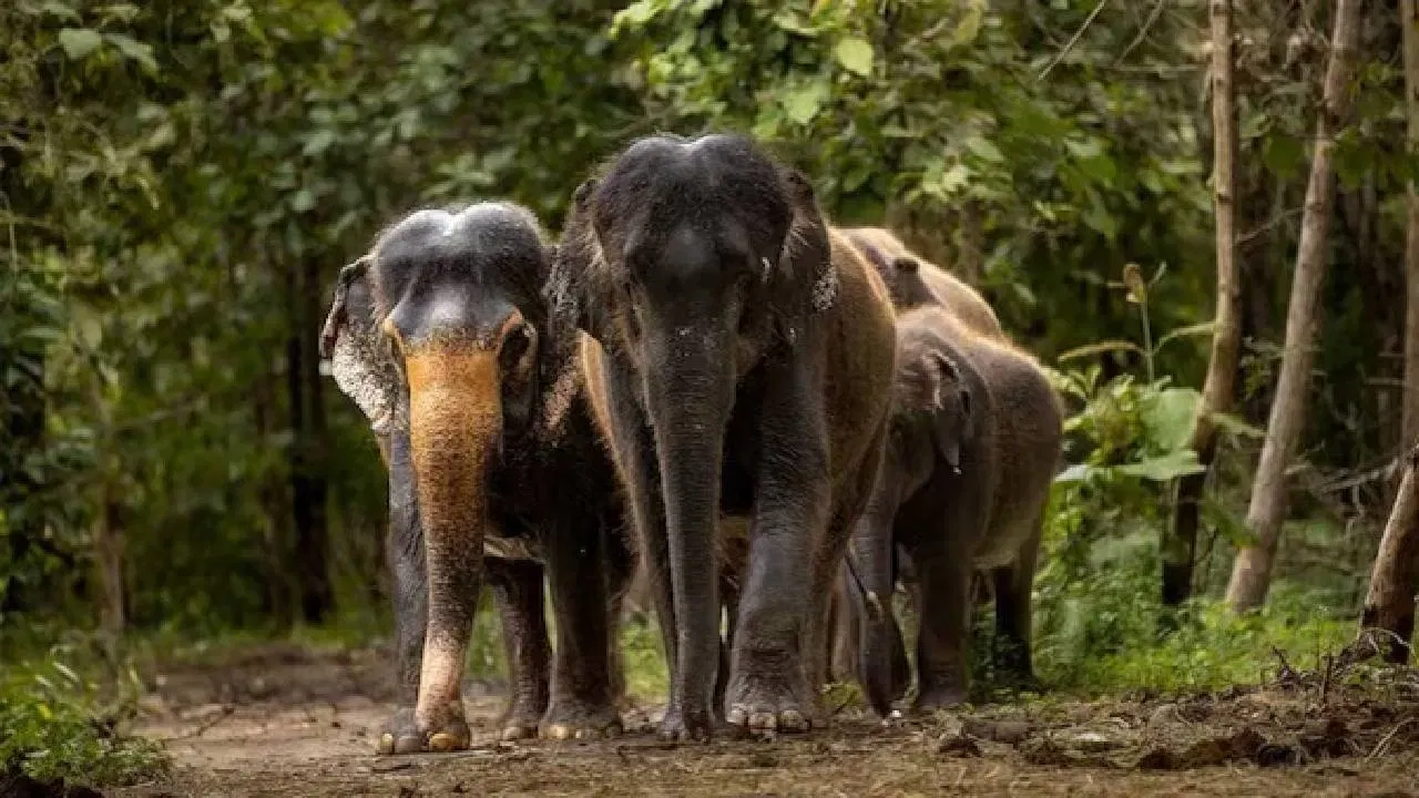 अनेकांना प्रश्न पडला असेल की हत्ती नेमका शाकाहारी आहे की मांसाहारी? काही लोकांनी या प्रश्नाचे उत्तर माहिती असेल, मात्र अनेकांसाठी हे उत्तर धक्कादायक असेल.  