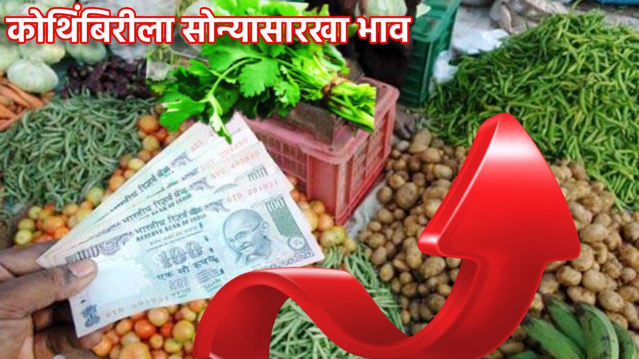 Vegetable Price : कोथिंबिरीला सोन्यासारखा भाव; एका जुडीचा भाव ऐकून डोळे पांढरे होणार,किंमत तरी काय?