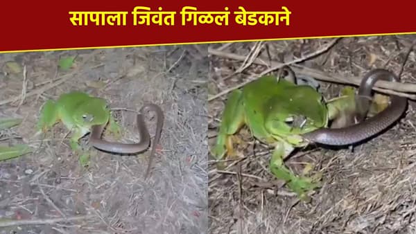 Viral Video : रागात आलेल्या बेडकाने गिळून टाकला नाग, व्हिडीओ पाहताच व्हाल थक्क!
