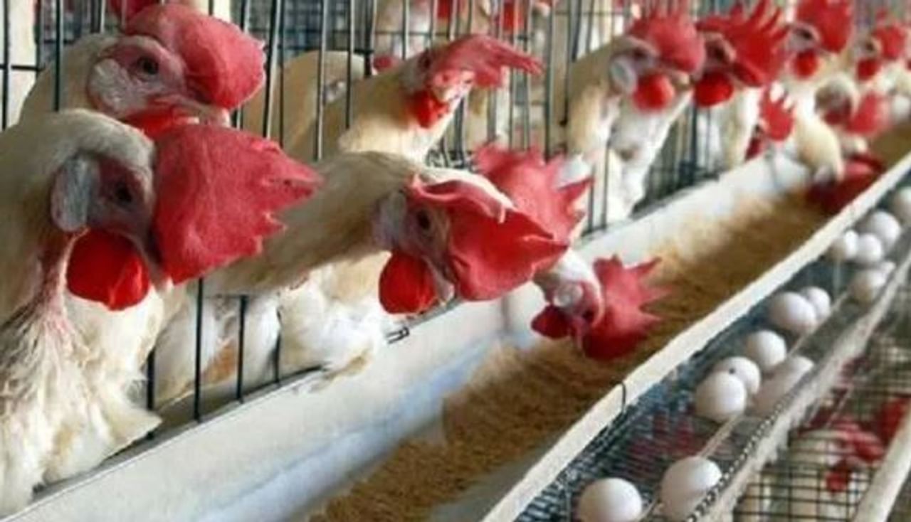 कोंबड्याचे मांस प्रत्येकालाच आवडते. गावरान कोंबडी, ब्रॉयलर कोंबडी, कडकनाथ कोंबडी असे कोंबडीचे अनेक प्रकार आहे. या प्राण्याचा प्रामुख्याने अंडी तसेच मांस यासाठी वापरले जाते. कोंबडीचे मांस वापरून वेगवेगळ्या रेसिपीज केल्या जातात. 