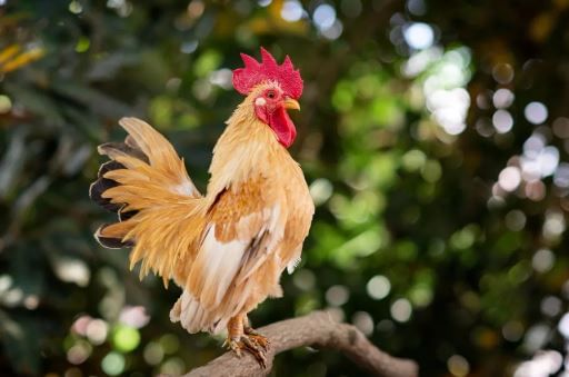 पार्टी, कार्यक्रमात तर कोंबडीचे मांस हा मेन्यू अनेकदा आवर्जुन ठेवला जातो. आजकाळ गावरान कोंबडी, कडकनाथ कोंडबीच्या मासाची फार किंमत आहे. दरम्यान, कोंबडीचे मास अनेकजण आवडीने घातात. सोबतच कोंडबींचे अंडेदेखील अनेकांना आवडते. 