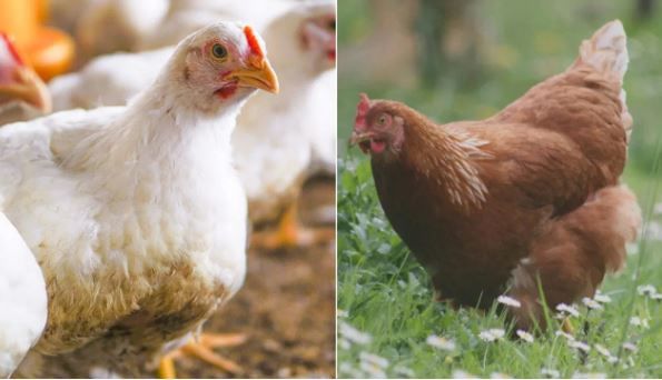 मात्र कोंबडीचे वय किती असते, हे फारच कमी लोकांना माहिती आहे. अनेकदा कोंबडी पूर्ण आयुष्य जगण्याआधीच तिला मांस मिळवण्यासाठी मारून टाकले जाते. त्यामुळेच एक कोंबडी किती वर्ष जगू शकते, हे अनेकांना माहिती नाही. 