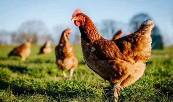 एक गावरान कोंबडी पाच ते आठ वर्षांपर्यंत जगू शकते, असे सांगितले जाते. आरोग्याने तंदुरुस्त असलेल्या काही कोंबड्या या 8 ते 10 वर्षांपर्यंतदेखील राहू शकतात, असे सांगितले जाते. 