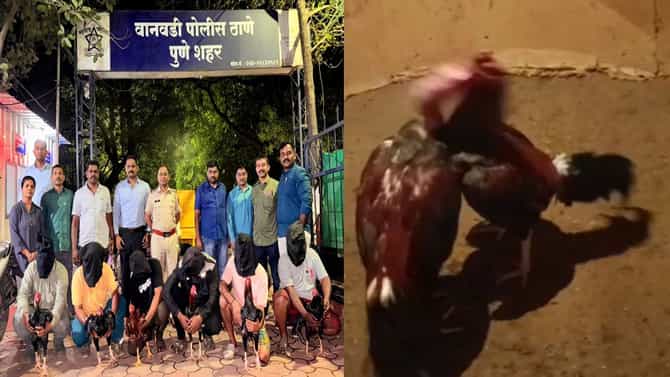 कोंबड्या झुंजवणं पडलं महागात, हातकडी पडली, थेट तुरूंगात... काय घडलं पुण्यात?