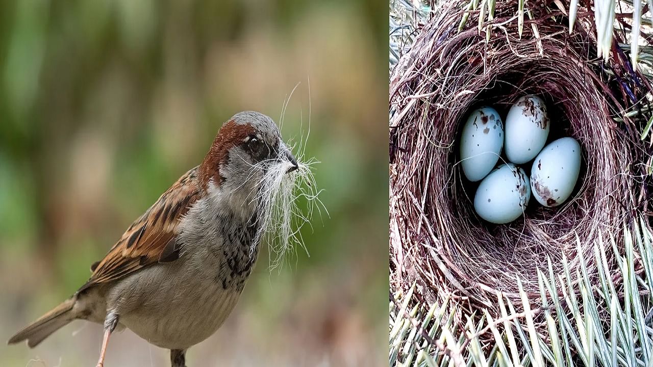 घरात चिमणी किंवा कोणत्याही पक्ष्याने घरटे बांधणे शुभ आहे की अशुभ?