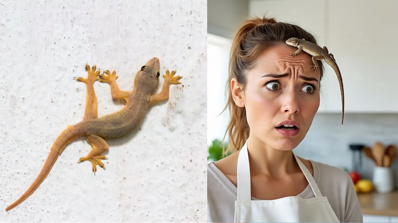 स्त्रीच्या या अवयवावर पाल पडणे अत्यंत शुभ मानले जाते? ज्योतिष अन् शकुनशास्त्र काय सांगतं? स्त्रीच्या या अवयवावर पाल पडणे अत्यंत शुभ मानले जाते? ज्योतिष अन् शकुनशास्त्र काय सांगतं?