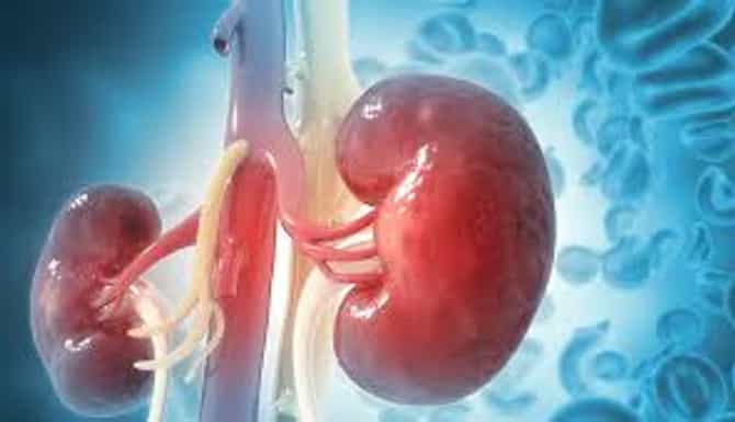 Kidney Transplant : किडनी ट्रान्सप्लांटनंतर जुन्या किडनीचे काय करतात डॉक्टर ? सत्य कळले तर बसेल धक्का