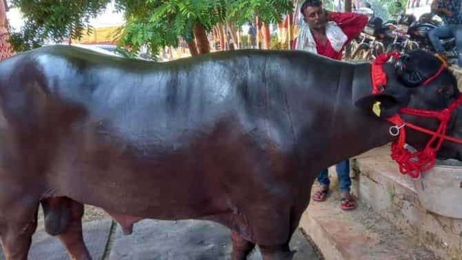 या सरपंचाची कमाल, काजू-बदाम खाऊन जिंकल्या 15 ट्रॉफी, किंमत तर 3 फेरारी इतकी