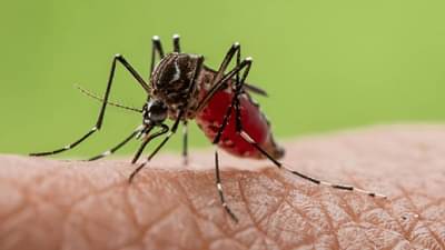 केवळ 10 रुपये खर्च करा, चावणे तर दूर, जवळपास पण येणार नाही मच्छर