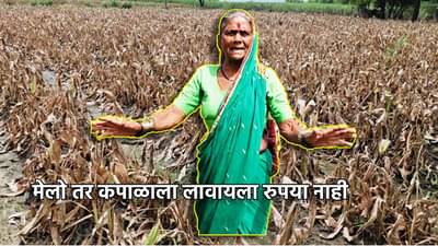हळद गेली, सोयाबीन गेलं, मेलो तर कपाळाला लावायला रुपया नाही; अतिवृष्टीग्रस्त आजीबाईची आर्त हाक, सरकार मदतीला धावेल का?