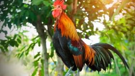 कोंबड्याला पिल्लांचा लागलाय लळा, अनोख्या कोंबड्याला पहायला गर्दी,Video