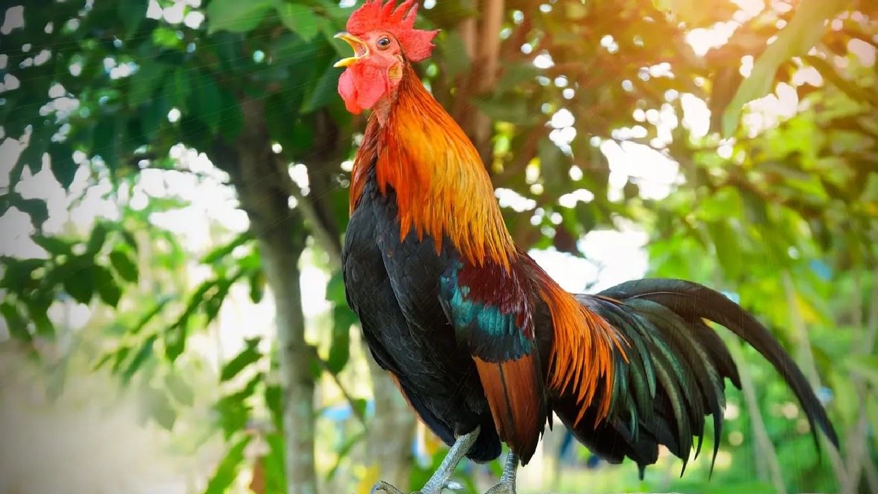 कोंबड्याला पिल्लांचा लागलाय लळा, जगावेगळ्या लाल्या कोंबड्याला पहायला गर्दी, Video कोंबड्याला पिल्लांचा लागलाय लळा, जगावेगळ्या लाल्या कोंबड्याला पहायला गर्दी, Video