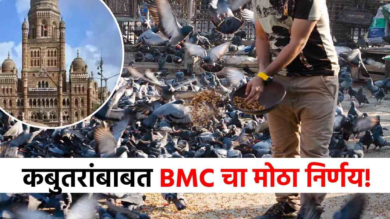 मोठी बातमी! कबुतरांना खाद्य देण्यासाठी मुंबई पालिकेची 4 ठिकाणांना मान्यता