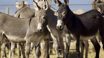 पाकिस्तानची गाढवं चीनला का आवडतात? अख्ख्या जगाला पडला प्रश्न; खरं कारण आलं समोर