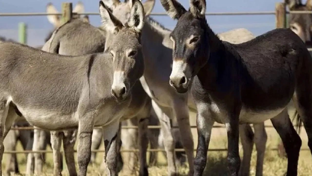 पाकिस्तानची गाढवं चीनला का आवडतात? अख्ख्या जगाला पडला प्रश्न; खरं कारण आलं समोर
