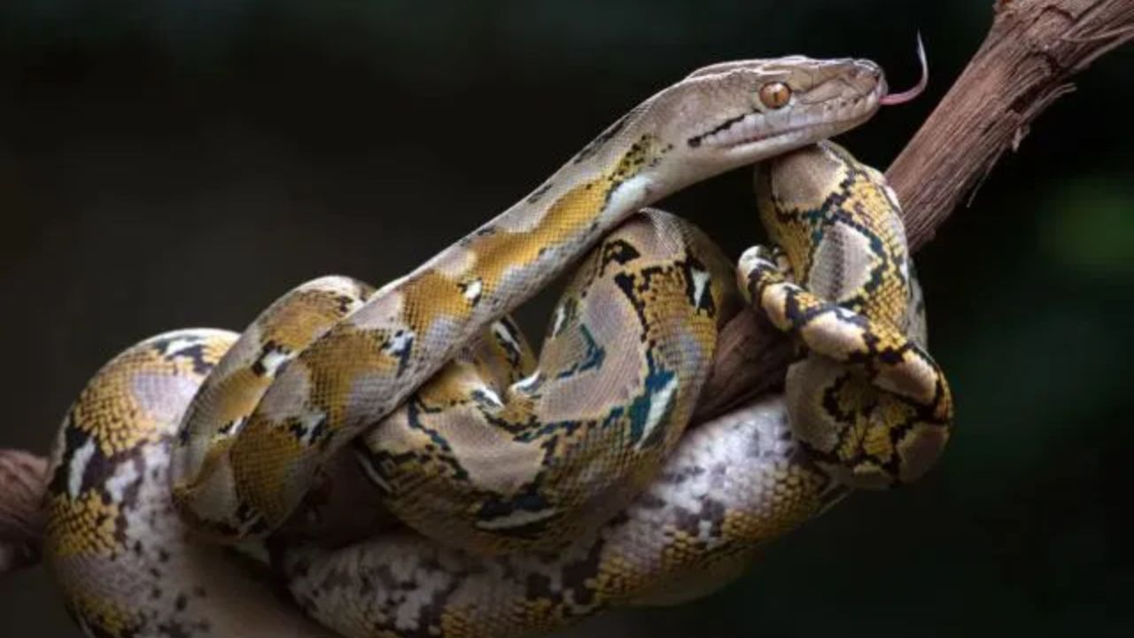 नाग शिकार करताना शत्रूला किंवा भक्षकाला फणा वर करून घाबरवतो आणि नंतर हल्ला करतो. तर अजगर हळूहळू त्याच्या शिकारीला पकडतो, अजगराने एखादी शिकार पकडली तर ती कधीच सुटत नाही.  