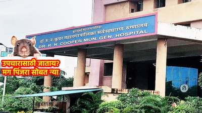 उपचारासाठी जाताय, मग पिंजरा सोबत घेऊनच जा, कूपर रुग्णालयात उंदराचा 6 रुग्णांना चावा, नातेवाईकांचा मोठा संताप