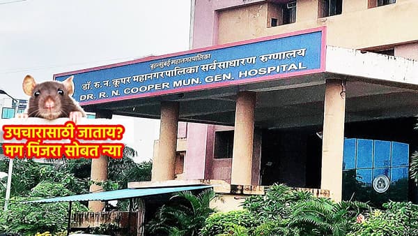 उपचारासाठी जाताय, मग पिंजरा सोबत घेऊनच जा, कूपर रुग्णालयात उंदराचा 6 रुग्णांना चावा, नातेवाईकांचा मोठा संताप