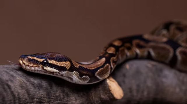 काही साप आकाराने बोटाच्या अंगठ्याएवढे असतात. तर काही साप हे महाकाय आणि कित्येक फूट लांब असतात. सध्या अशाच एका तीन माणसांना एकदाच खाऊ शकणाऱ्या सापाबद्दल जाऊन घेऊ या.