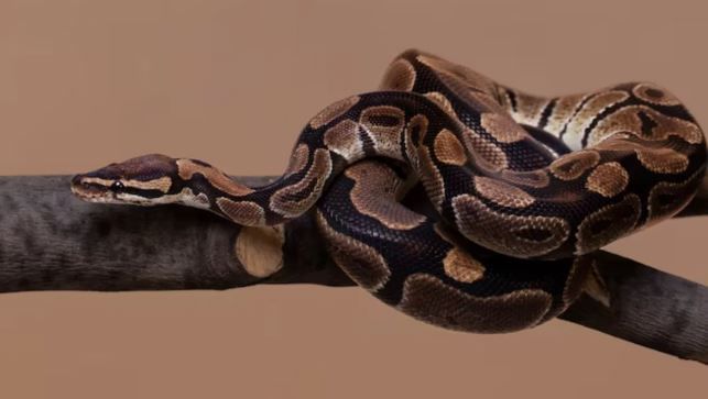 हा साप विषारी नाही. मात्र या सापात एवढी ताकद असते की तो एकाच वेळी तीन माणसांना गिळून टाकू शकतो. हा साप 6 ते 10 मिटरपर्यंत लांबू शकतो. 