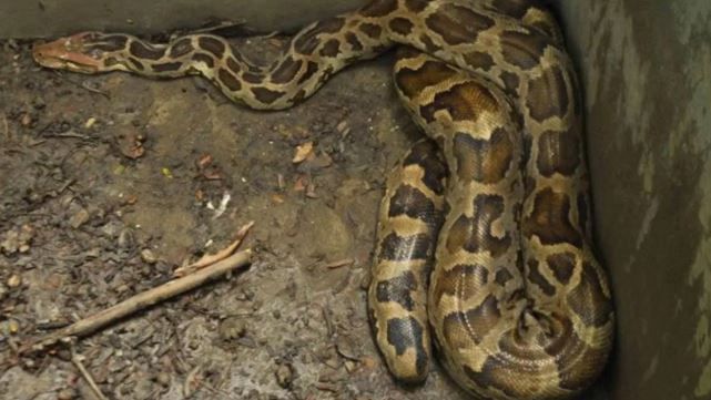 या सापाचे वजन 75 ते 150 किलो असते. हा साप इंडोनेशिया आणि फिलिपिन्स या देशांत आढळतो. हा साप आपला जबडा 180 अंशापर्यंत खोलू शकतो. हा साप आपल्या शिकारीला गच्च आवळून घेतो. 