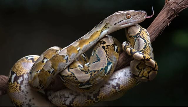 या सापाचे तोंड फारच मोठे असते. या सापाच्या जातीतील मोठे साप एकाच वेळी तीन माणसांना गिळंकृत करू शकतात. या सापाने लहान मुले आणि महिलांना गिळून घेतल्याची अनेक उदाहरणे समोर आलेली आहेत.  