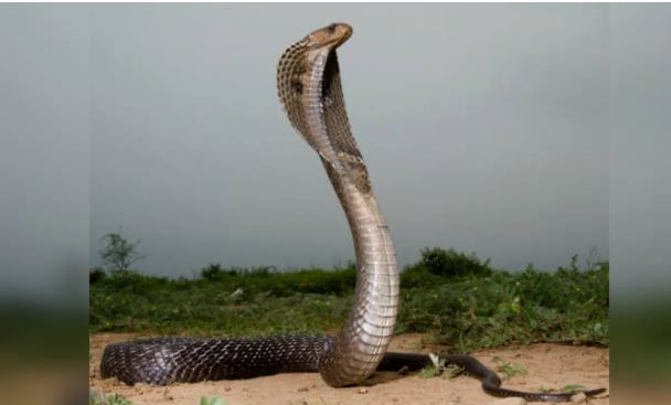 सापाला काही गंध फारच आवडतात. त्यामुळे तुमच्या घराच्या आसपास या वस्तूंचा गंध असेल तर तुम्ही काळजी घ्यायला हवी. कारण सापाला हा गंध आला की साप त्या भागात येतो, असे म्हटले जाते. 