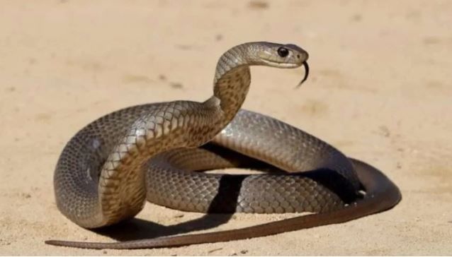 उंदीर हा सापाचे आवडते खाद्य आहे. साप उंदराची शिकार करतो. त्यामुळेच उंदराची विष्ठा आणि लघवीचा वास आला की त्या भागात उंदीर असल्याचे सापाला समजते. त्यामुळेच तुमच्या घरात घरातील उंदरांना अगोदर घरातून पळवून लावले पाहिजे. 