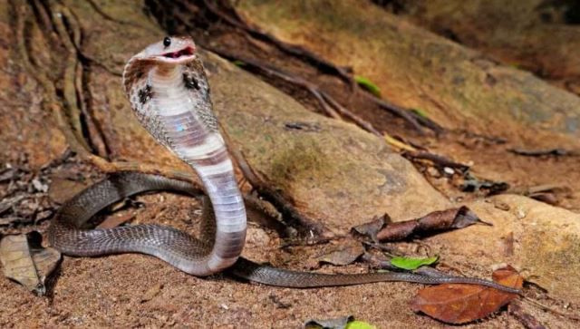 अंड्यांचा वास सापाला आकर्षित करतो. पक्ष्यांचे, कोंबडीचे अंडे सापाला खायला आवडते. त्यामुळेच ज्या भागात अशा प्रकारची अंडी सापडली असतील तर तो भाग अगोदर स्वच्छ करून घ्यावा. म्हणजे साप येण्याची शक्यता कमी होते. 