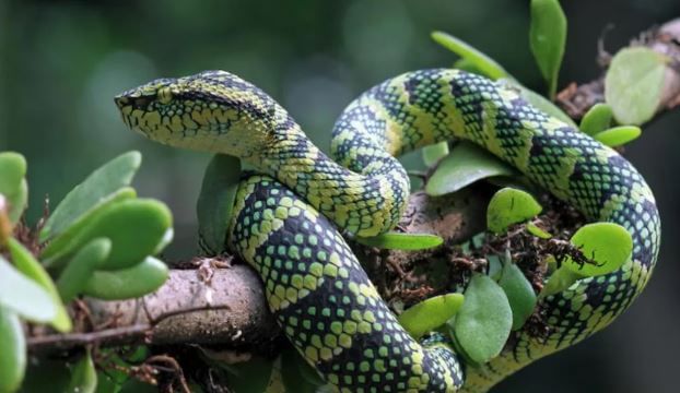 सडलेला कचरा आणि खत याचा वास सापाला आवडतो. त्यामुळे तुम्ही राहता त्या भागात सडलेला कचरा आणि खताचा ढिगारा असेल तर तो लगेच साफ करा. म्हणजे साप येण्याची शक्यता कमी होते. 