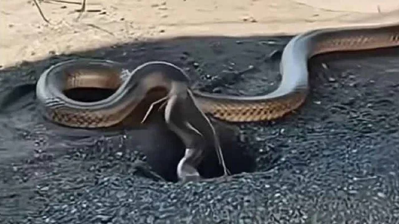 साप हे “थंड रक्ताचे प्राणी” आहेत, म्हणजेच त्यांचं शरीर तापमान स्वतःहून नियंत्रित करू शकत नाही. जेव्हा हवामान थंड असतं, तेव्हा त्यांचं शरीर सुस्त पडतं. ते जास्त ऊर्जा खर्च करत नाहीत. या काळात ते स्वतःचा बचाव करण्यासाठी बिळ, दगडांच्या खाली किंवा झाडांच्या मुळांमध्ये लपतात. थंडीच्या हंगामात साप अनेक आठवडे किंवा महिने झोपतात, ज्याला हायबरनेशन (शीतनिद्रा) म्हणतात. उन्हाळ्यात किंवा पावसाळ्यात जेव्हा तापमान अनुकूल असतं, तेव्हा साप जास्त सक्रिय असतात. ते दिवसा कमी आणि रात्री जास्त वेळ फिरतात, कारण त्यांना थंड वातावरण आवडतं.