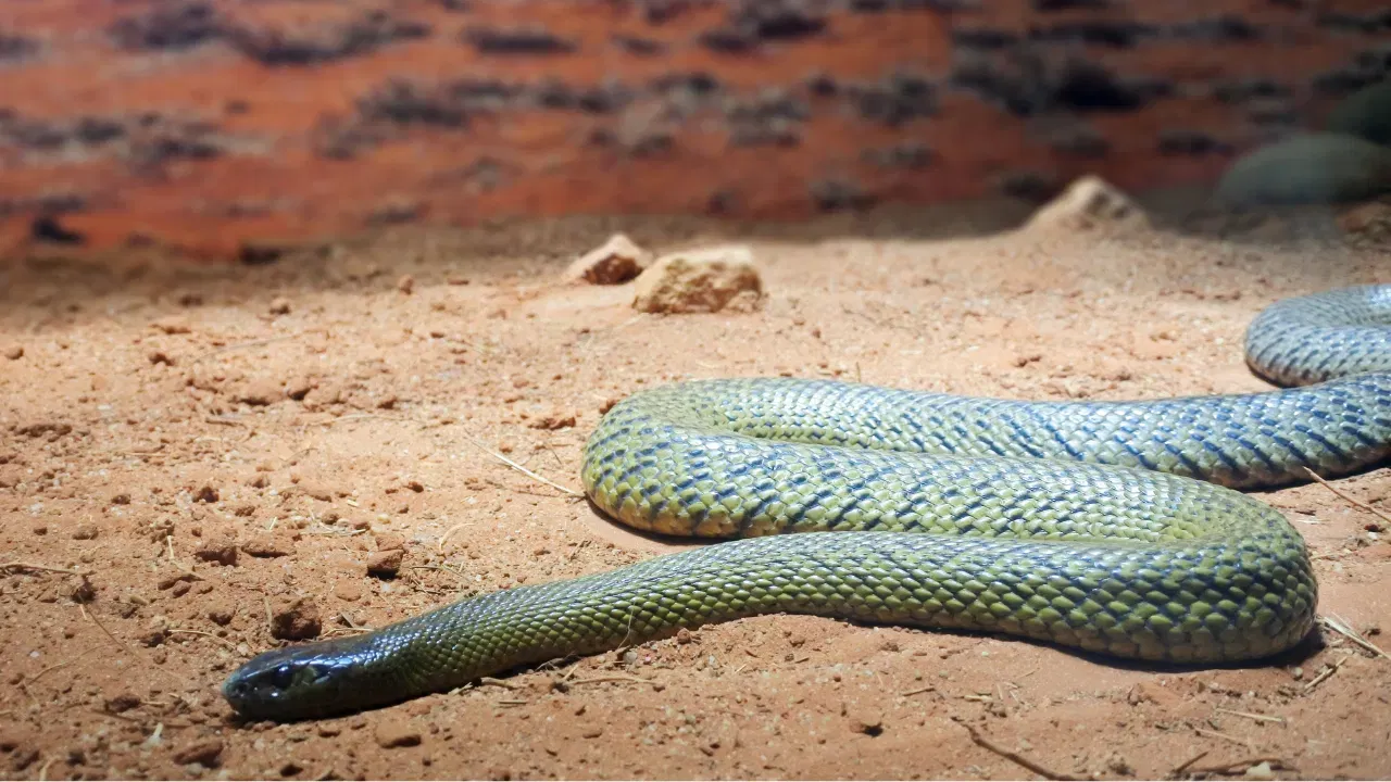 लोक अनेकदा म्हणतात की साप झोपत नाहीत, कारण त्यांचे डोळे नेहमी उघडे असतात. पण, खरं सत्य हे आहे की सापांना पापण्या नसतात. त्यांच्या डोळ्यांवर एक पारदर्शी थर असतो जो त्यांना धूळ आणि जखमांपासून वाचवतो. त्यामुळे साप झोपत असताना त्यांचे डोळे उघडे दिसतात. शास्त्रज्ञांनी संशोधनातून शोधून काढलं आहे की सापांनाही झोपेचे नमुने असतात. जेव्हा ते झोपतात, तेव्हा त्यांचा श्वास मंदावतो, शरीर पूर्णपणे स्थिर होतं आणि ते कोणत्याही आवाजाला किंवा हालचालीला त्वरित प्रतिसाद देत नाहीत.