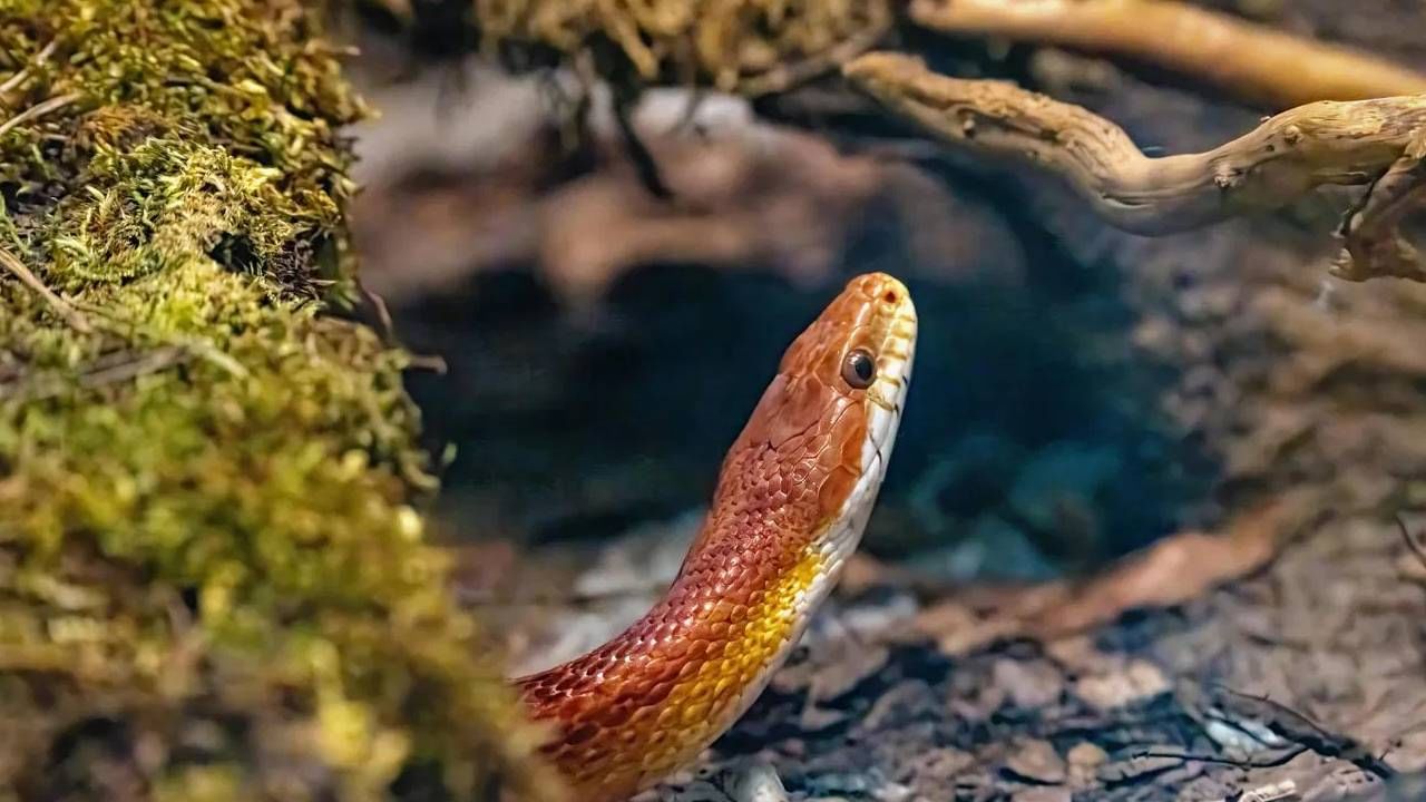 सापांची झोप हवामानानुसार बदलते. उन्हाळ्यात तापमान जास्त असल्याने साप दिवसा सूर्यप्रकाशापासून वाचण्यासाठी बिळांमध्ये राहतात आणि रात्री बाहेर पडतात. या काळात ते 10 ते 12 तास विश्रांती घेतात. पावसाळ्यात ओलावा आणि थंडीमुळे ते दिवसा थोडा वेळ विश्रांती घेतात, तर रात्री जास्त सक्रिय असतात. हिवाळ्यात तापमान खूप खाली गेल्यावर साप पूर्णपणे निष्क्रिय होतात. ते 2 ते 3 महिने किंवा कधी कधी त्याहूनही जास्त काळ खाण्यापिण्याशिवाय झोपतात. हाच त्यांच्या खऱ्या झोपेचा काळ असतो.