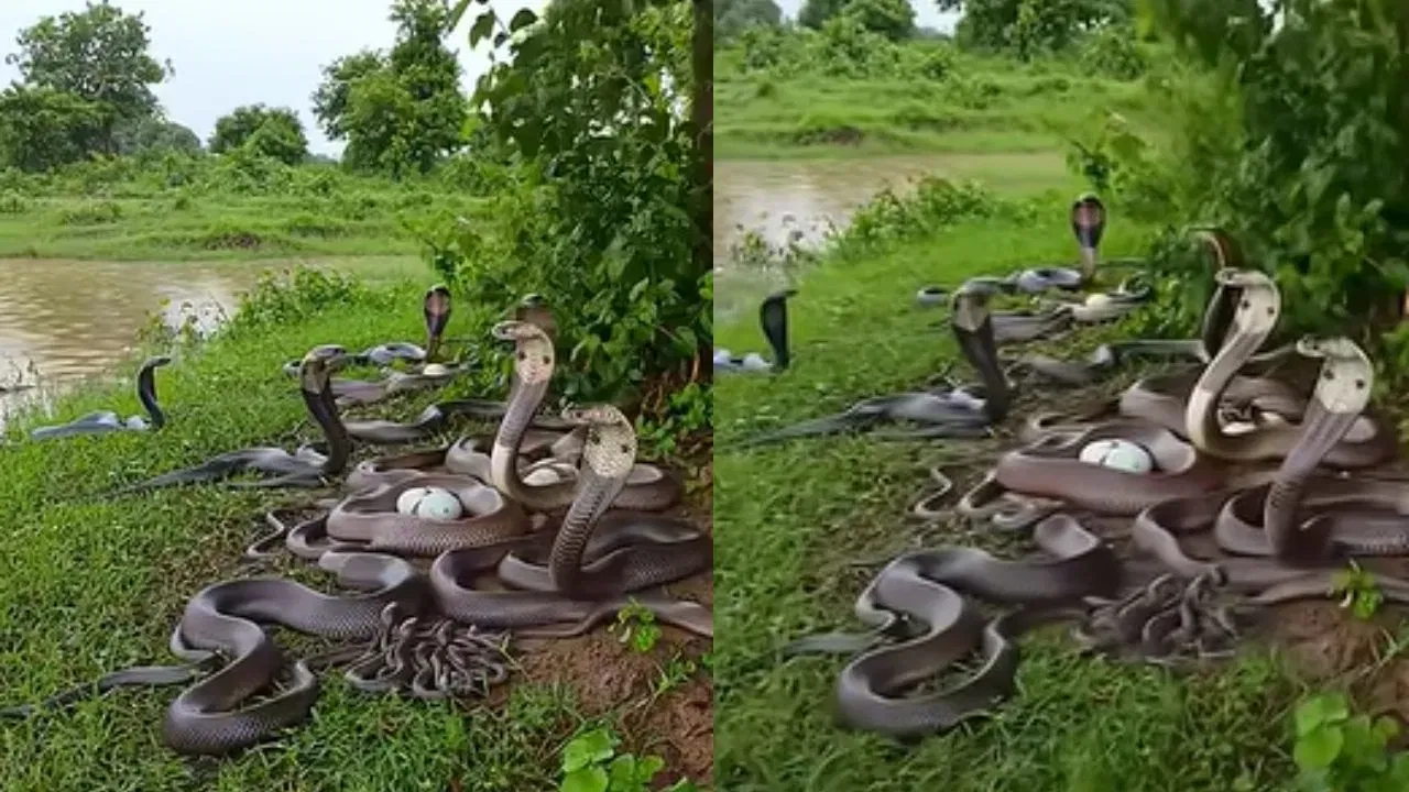 हायबरनेशनच्या काळात साप एखाद्या खोल फटीत, जुन्या बिळात किंवा जमिनीच्या आत उबदार जागी जातात. तिथे ते आपल्या शरीराचं तापमान वातावरणानुसार कमी करतात जेणेकरून ऊर्जेचा वापर कमी होईल. या काळात त्यांची पचनसंस्थान आणि हृदयाची धडधड खूप मंदावते. अनेकदा एकाच जागी अनेक साप एकत्र झोपतात जेणेकरून त्यांना उब मिळेल. जेव्हा हवामान बदलतं आणि तापमान वाढतं, तेव्हा ते पुन्हा बाहेर येऊन सक्रिय होतात.