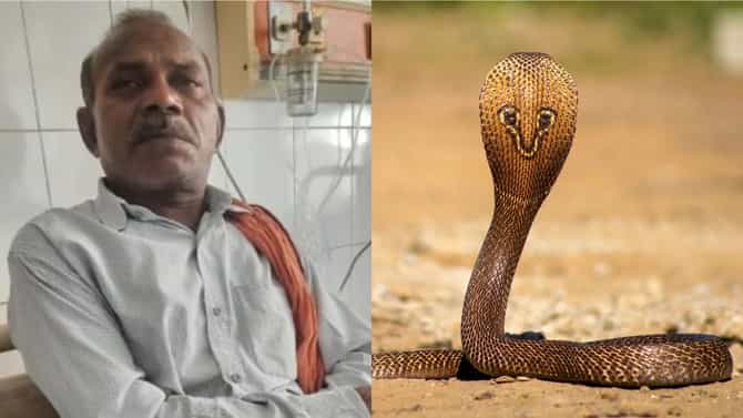 हा माणूस निघाला सापांचाही बाप... 40 वेळा साप चावले तरीही... असं काय आहे या माणसात?