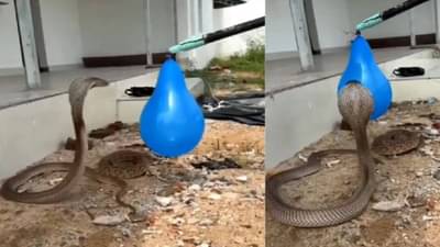 फुग्याला शत्रू समजून बसला साप, नंतर जे झालं... चकीत करणारा VIDEO