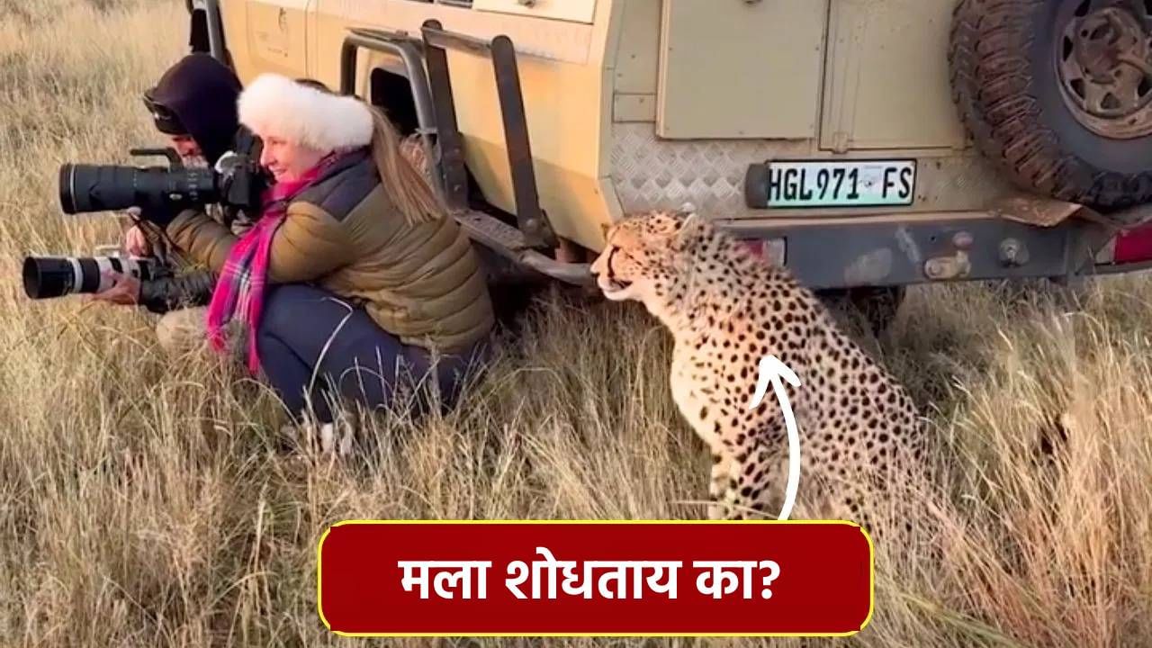 जंगलात अशी लपूनछपून फोटो काढत होती महिला, बाजूला येऊन बसला चित्ता, मग जे घडलं...