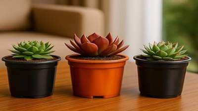 हे रोप वास्तुदोष दूर करते, हे रोप घरात लावल्यास नकारात्मकता दूर होईल