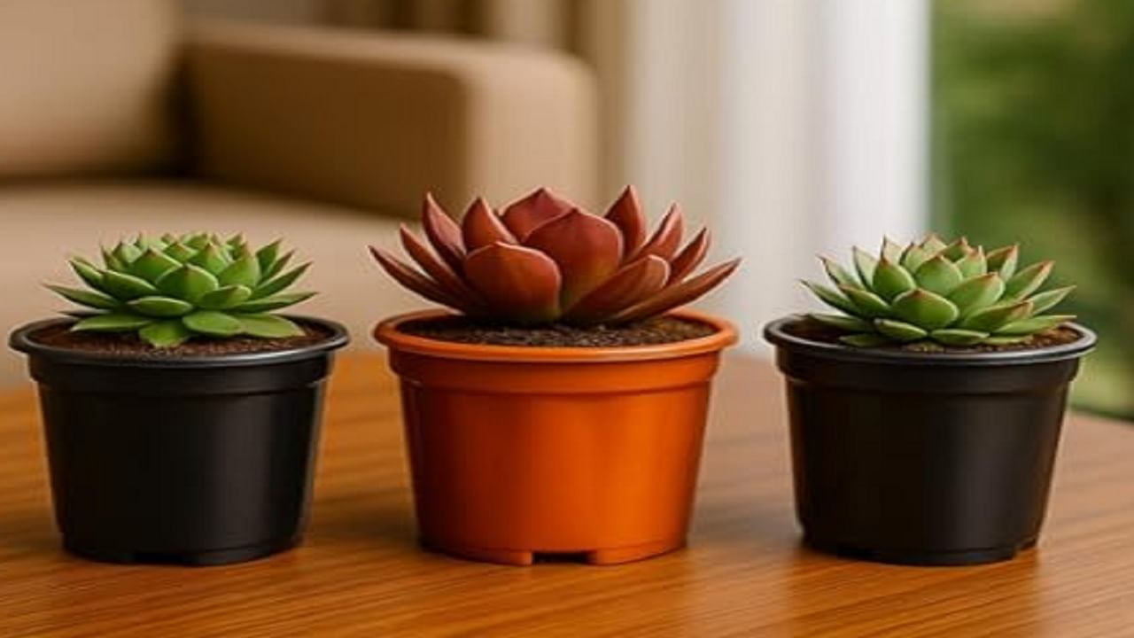 हे रोप वास्तुदोष दूर करते, हे रोप घरात लावल्यास नकारात्मकता दूर होईल