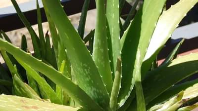 सोन्याची फुलं, नशीबवानाच्या दारी ‘हे’ झाड उगते, जाणून घ्या