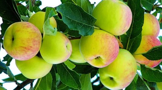 नैसर्गिकरित्या पिकलेल्या सफरचंदांवर छोटे-मोठे डाग असू शकतात. मात्र बनावट आणि केमिकलच्या माध्यमातून उत्पादित केलेल्या सफरचंद चकाकणारे, कुठेही डाग नसणारे दिसतात.