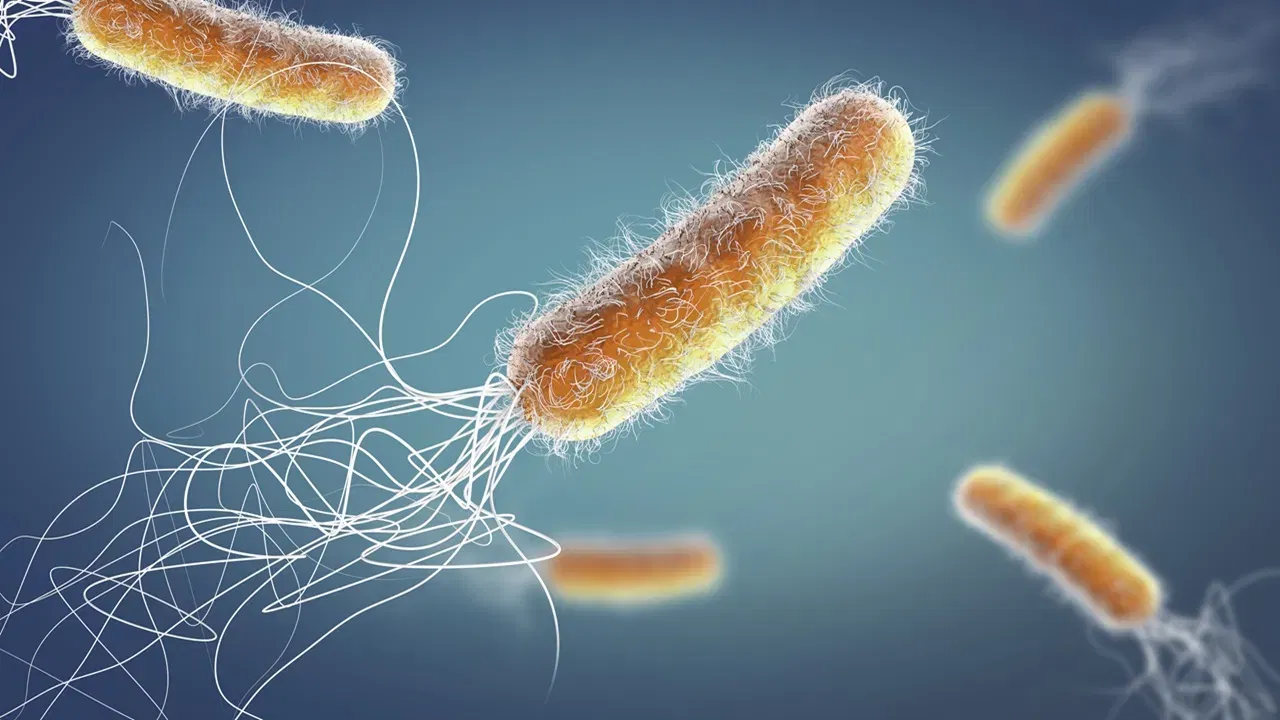 मेनू कार्ड: हॉटेल आणि रेस्टॉरंटच्या मेनू कार्डवर खूप मोठ्या प्रमाणात बॅक्टेरिया असतात. कारण बऱ्याच हॉटेलमधील मेनू कार्ड वर्षानुवर्षे बदलले जात नाहीत. बरेच लोक त्याला स्पर्श करतात, त्यामुळे धोकादायक बॅक्टेरिया तयार होतो.  