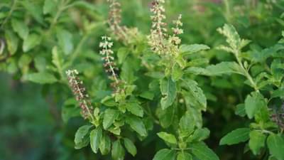 Basil care : हिवाळा सुरू होताच तुमच्या घरातील तुळस पण सुकते? मग हे चार उपाय कराच