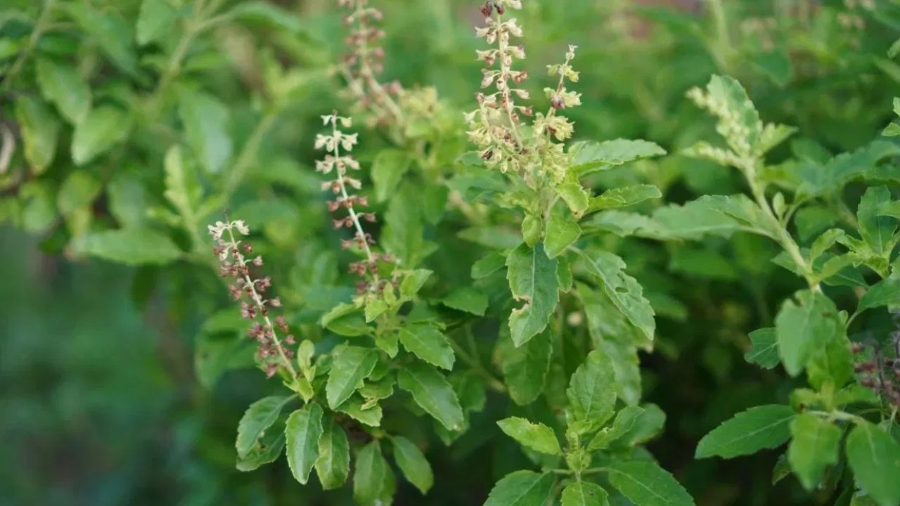 Basil care : हिवाळा सुरू होताच तुमच्या घरातील तुळस पण सुकते? मग हे चार उपाय कराच